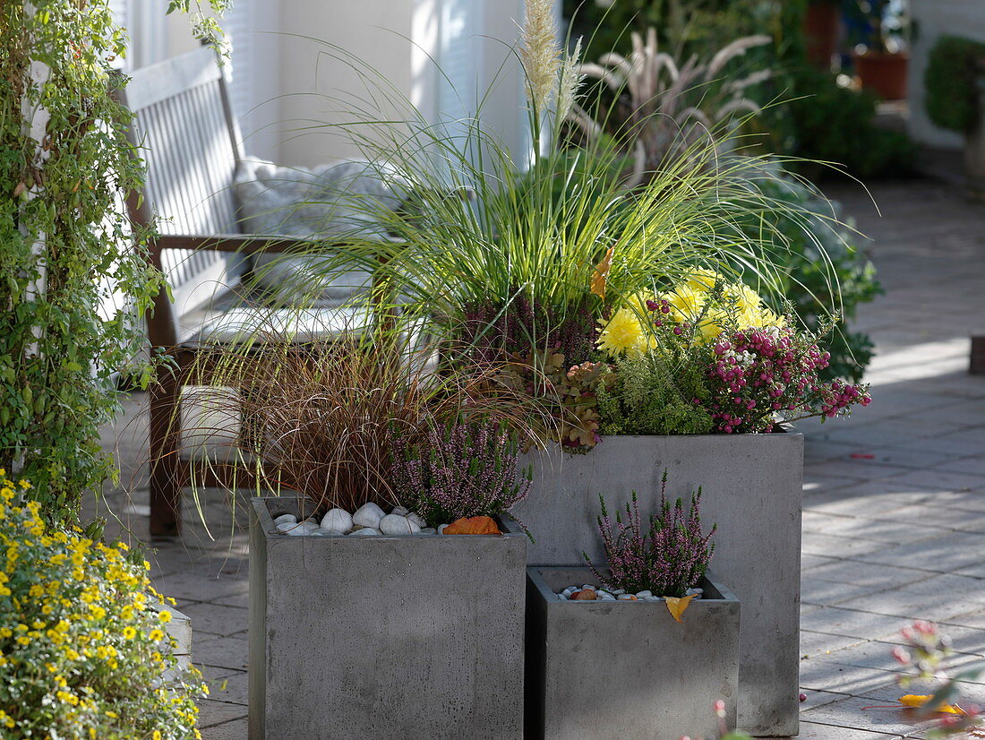 Square grey planters planted with Cortaderia selloana 'Evita'