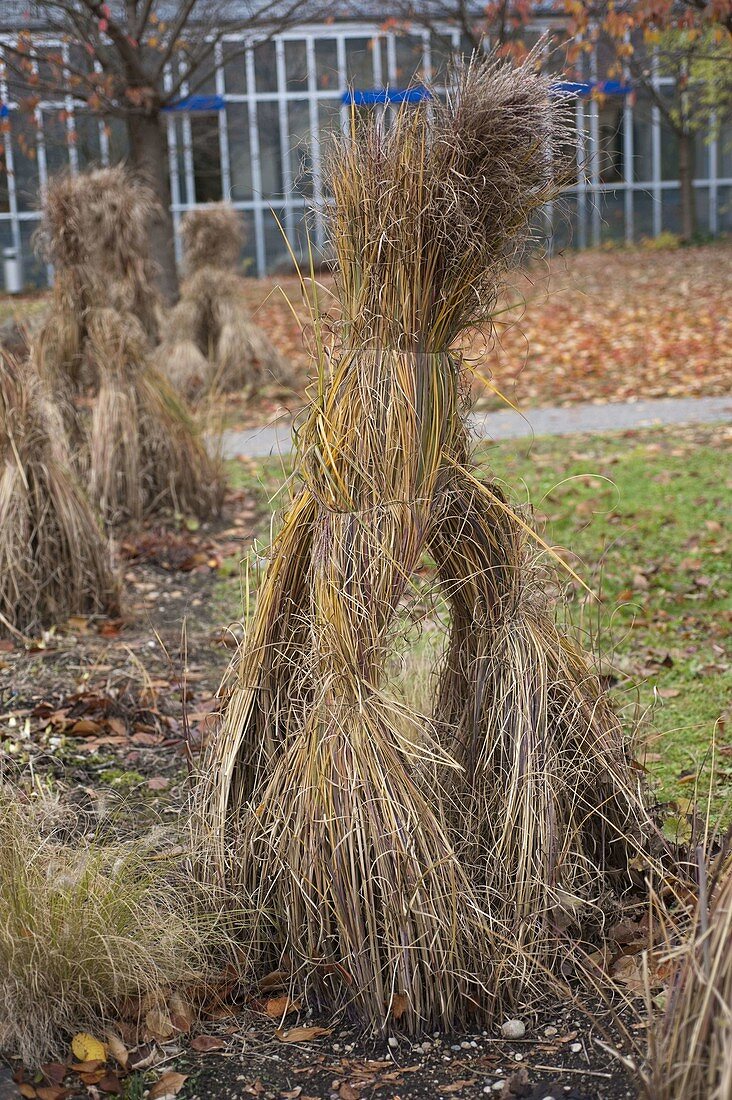 Winter protection for grasses in autumn: grasses tied together