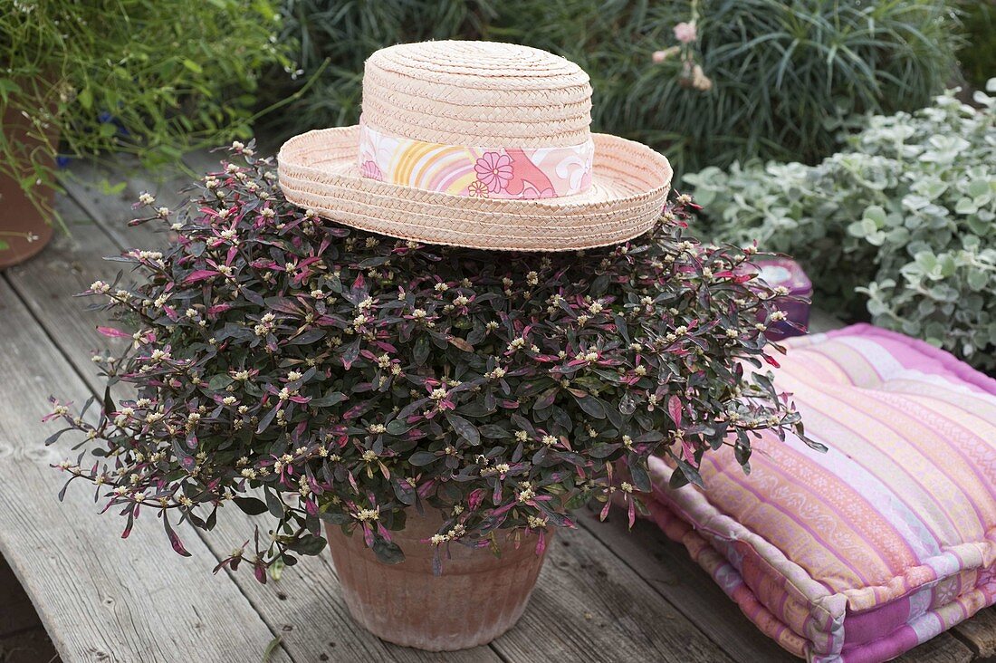 Alternanthera 'Juwel' (parrot leaf) in terracotta pot on wooden deck