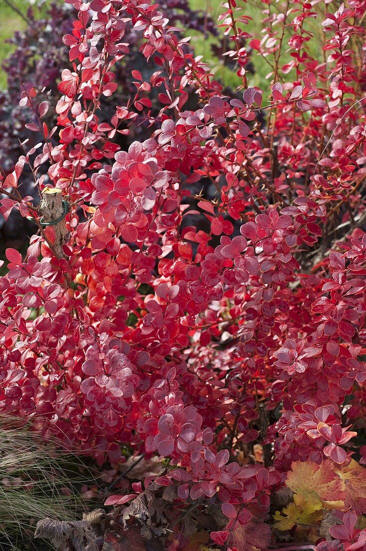 Berberis thunbergii 'Atropurpurea' (Blutberberitze, Berberitze)