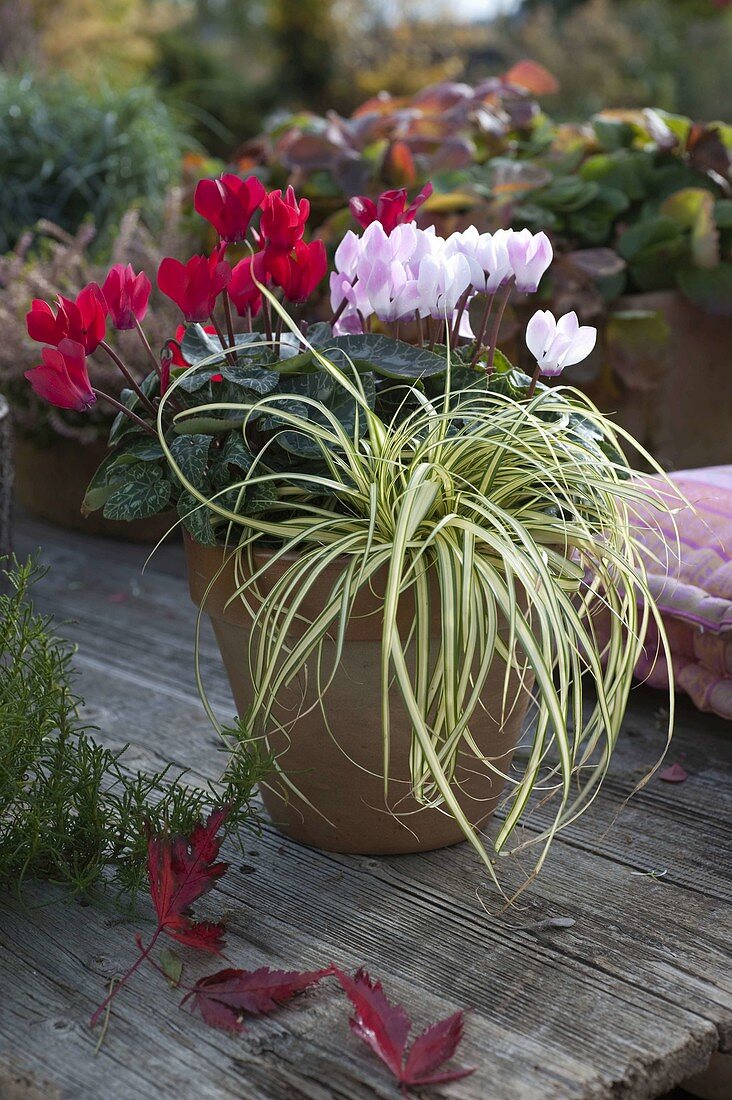 Terracotta pot with cyclamen (cyclamen) and Carex 'Evergold' (evergreen)