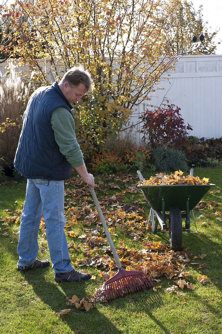 Man pretty foliage together, wheelbarrow full of autumn leaves