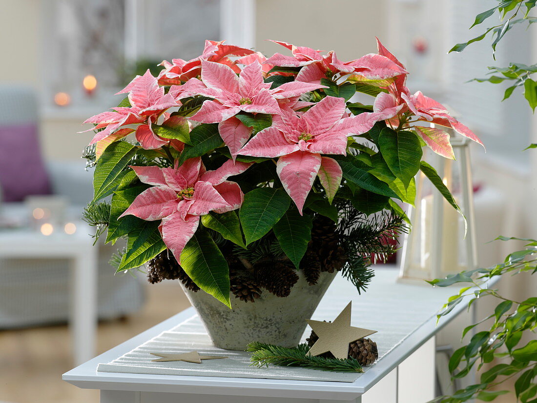 Euphorbia pulcherrima 'Marble Star' (Poinsettia)