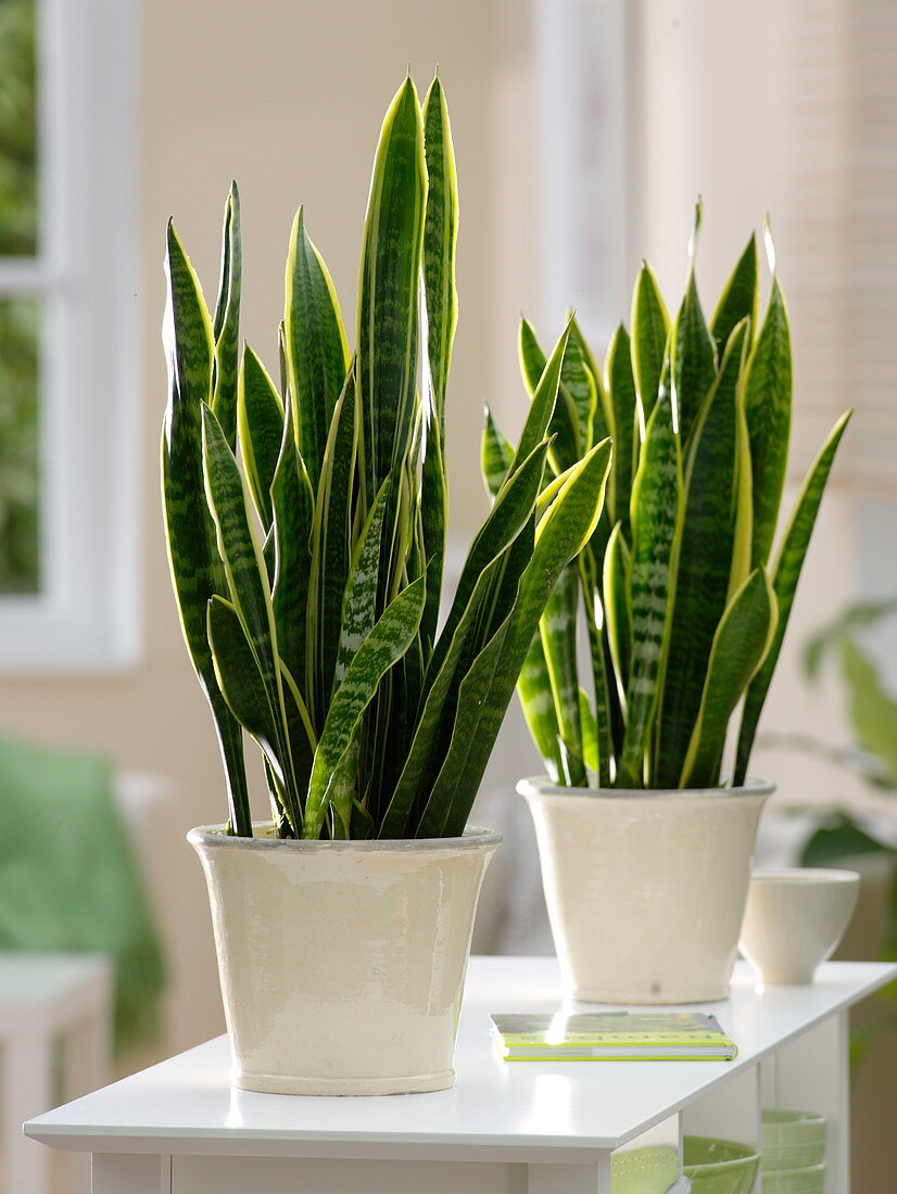 Sansevieria trifasciata (Bogenhanf)