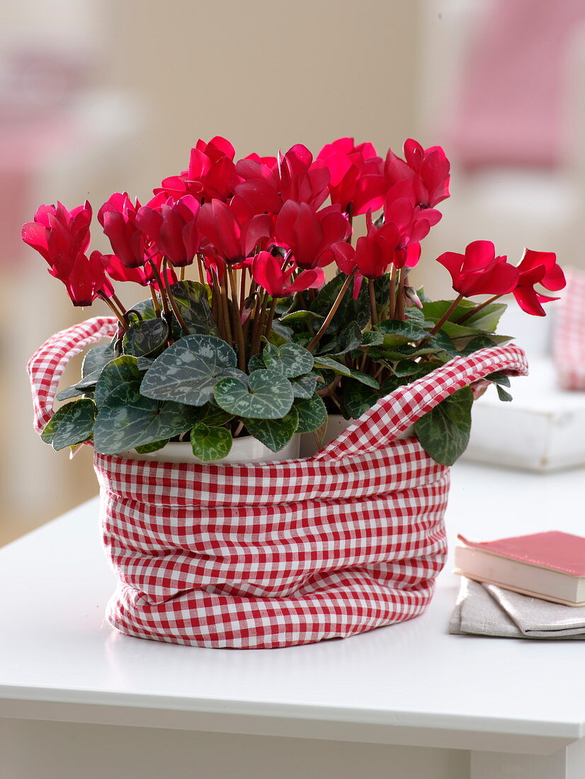 Cyclamen persicum (Cyclamen persicum) in a red and white checked fabric bag