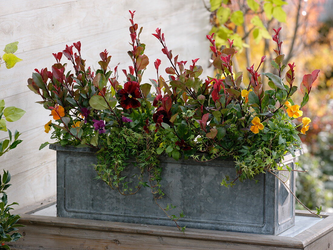 Photinia fraseri 'Little Red Robin' (Dwarf Medlar), Hedera 'Anita'