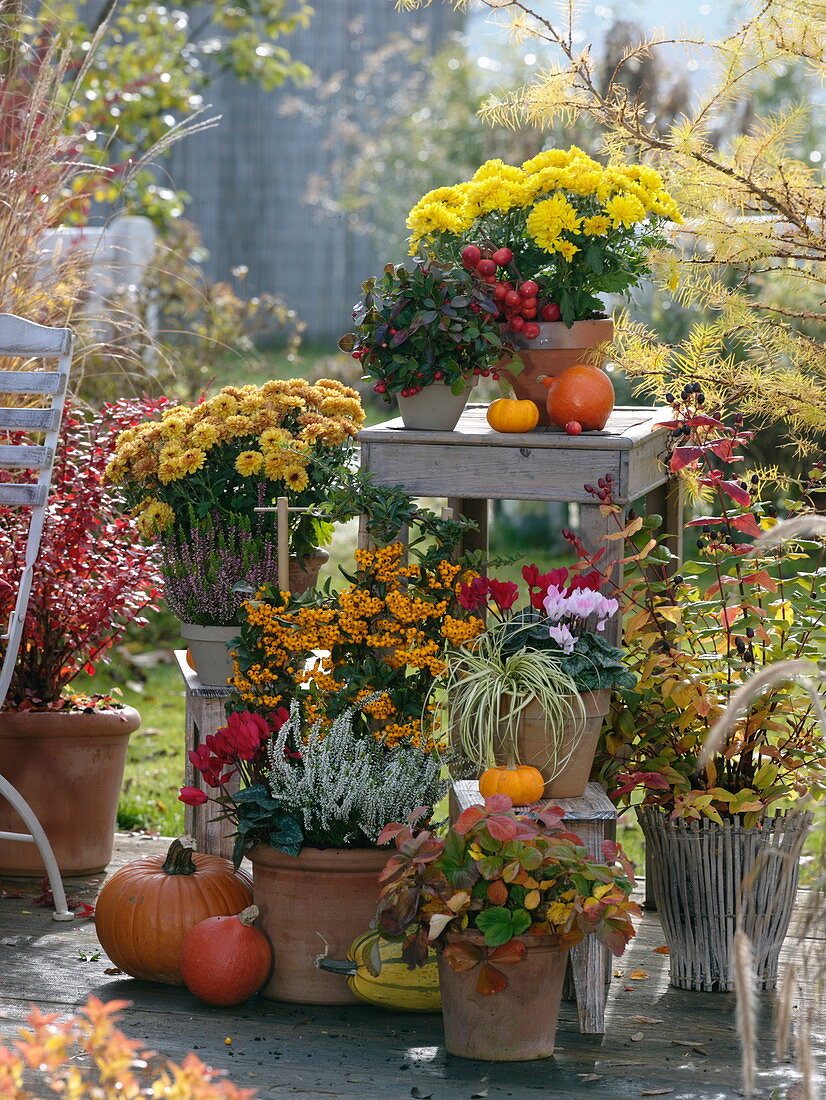 Autumn terrace with Chrysanthemum (autumn chrysanthemum), Pyracantha