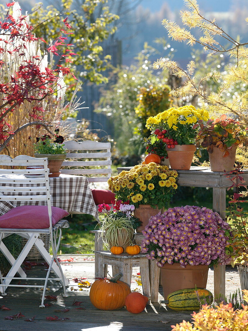 Herbstliche Terrasse mit Chrysanthemum (Herbstchrysanthemen), Carex