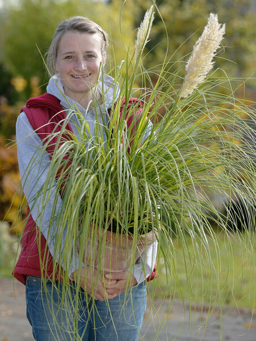 Frau hält Cortaderia selloana 'Pumila' (Mini-Pampasgras) im Arm