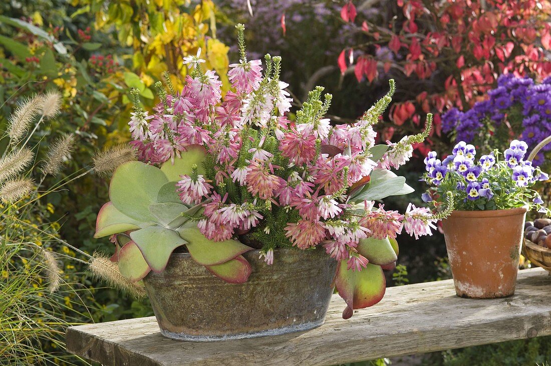 Erica verticillata (Baum-Heide), Kalanchoe thyrsiflora (Wüstenkohl)