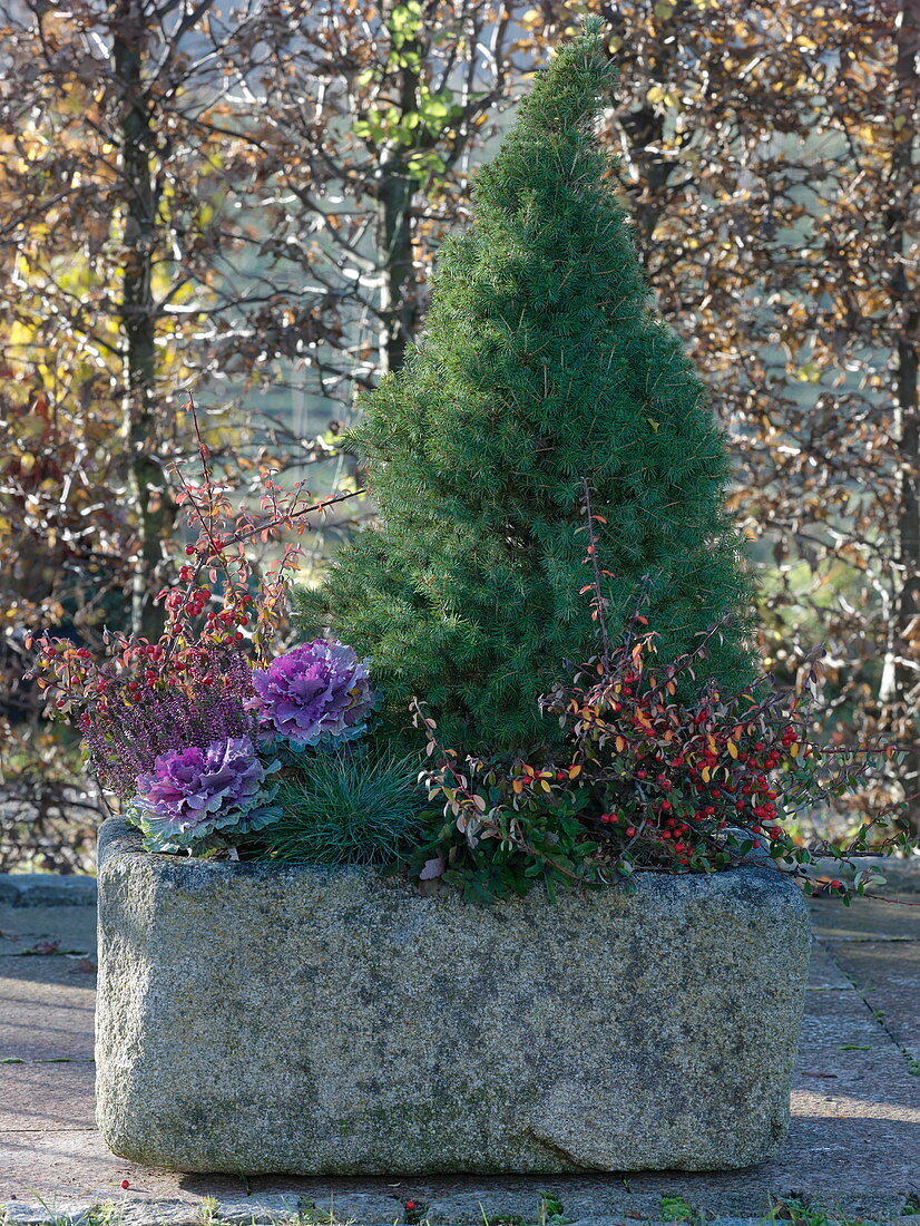 Stone trough planted in winter with Picea glauca 'Conica' (sugar loaf spruce)