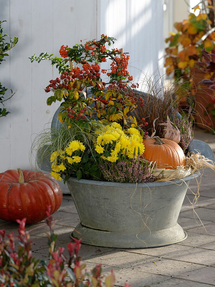 Old zinc sitting bathtub planted