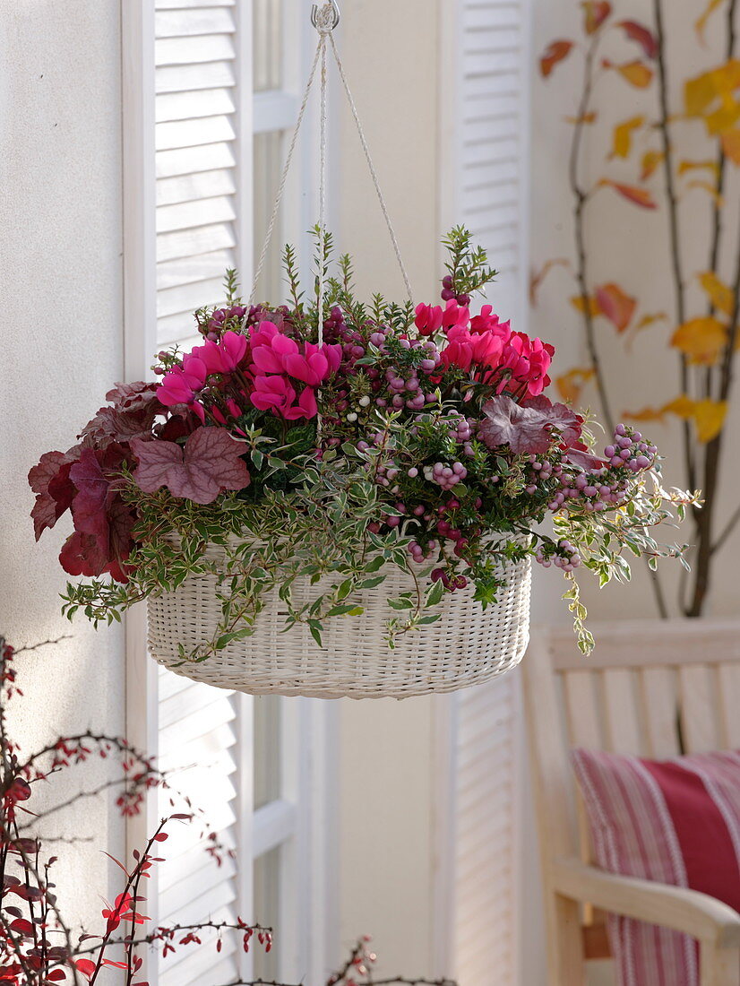 Autumn magic in basket traffic lights: cyclamen (cyclamen), Abelia grandiflora