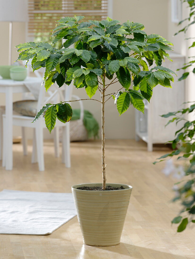 Coffea arabica (coffee tree) pulled as a trunk