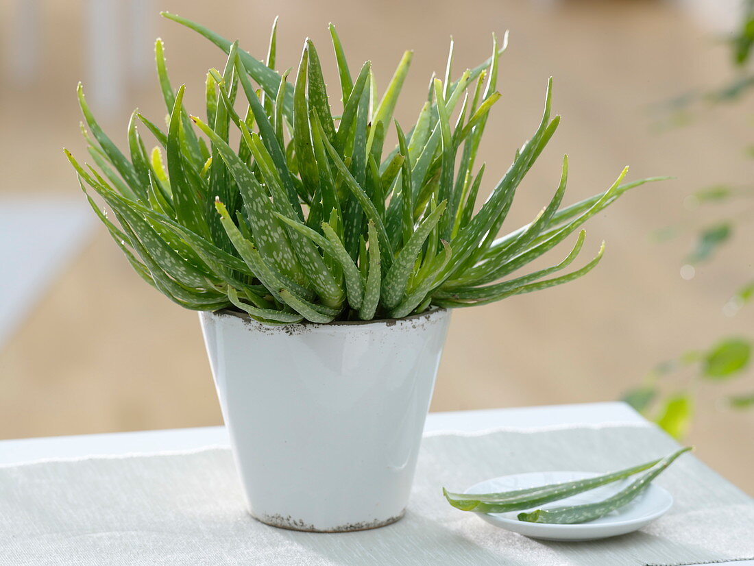 Aloe Vera barbadensis 'Sweet Aloe'