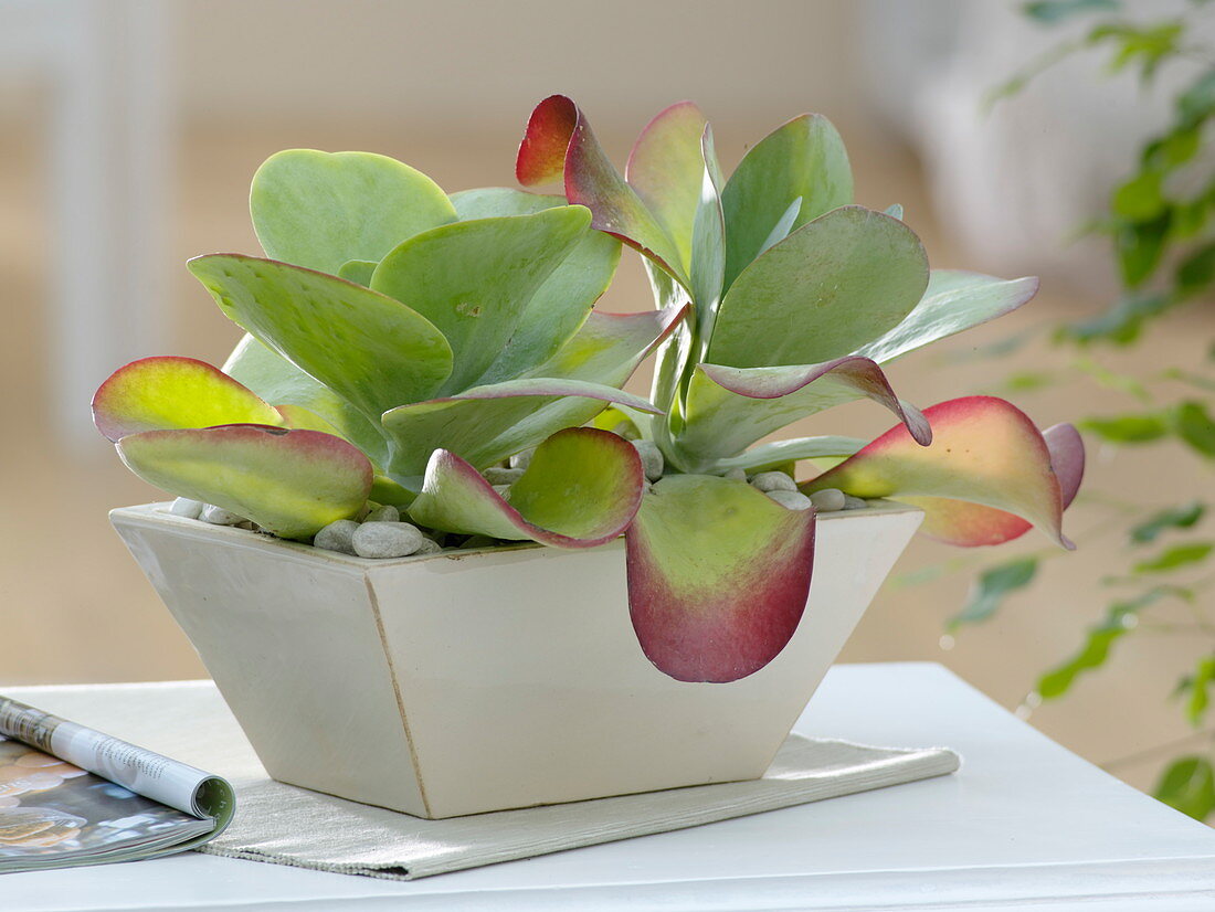 Kalanchoe thyrsiflora (Desert cabbage) in rectangular ceramic bowl