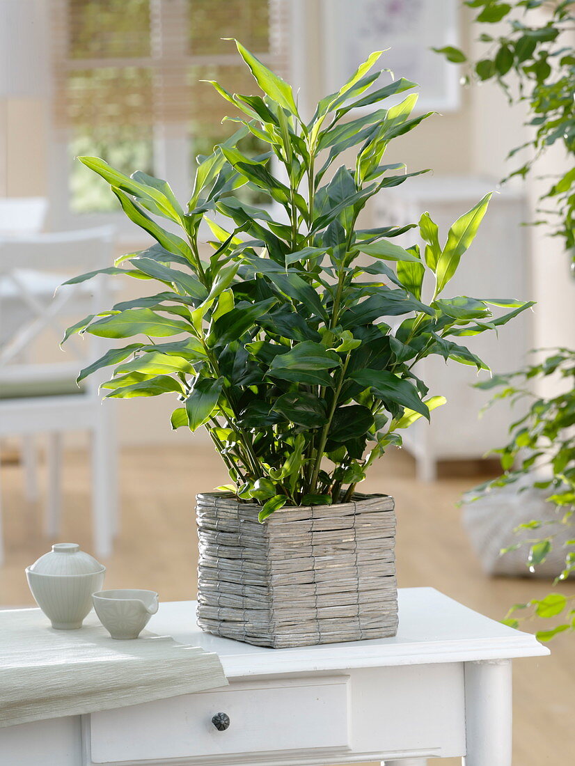 Elettaria cardamomum in square basket planter