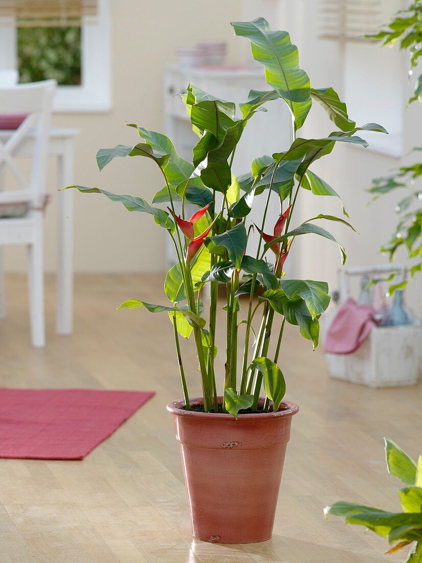 Heliconia 'Olympic Flame' (Heliconia)