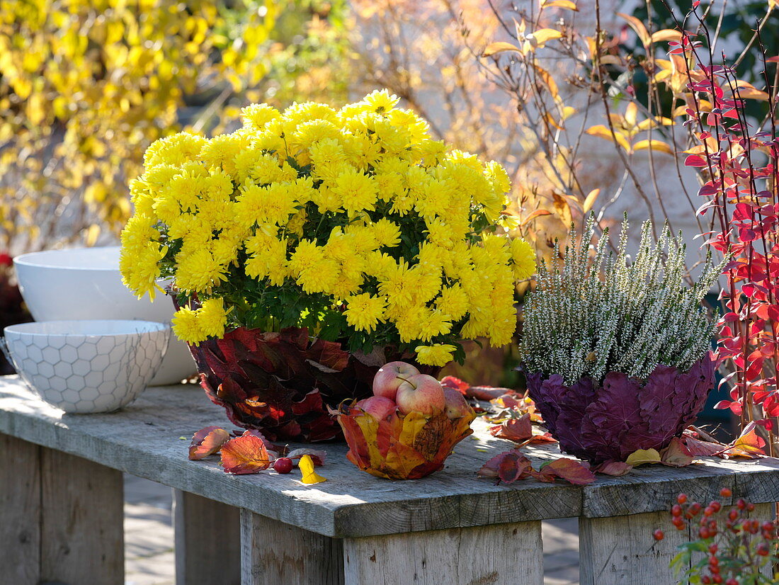 Autumn chrysanthemum, broom heather and apples in bowls covered with leaves