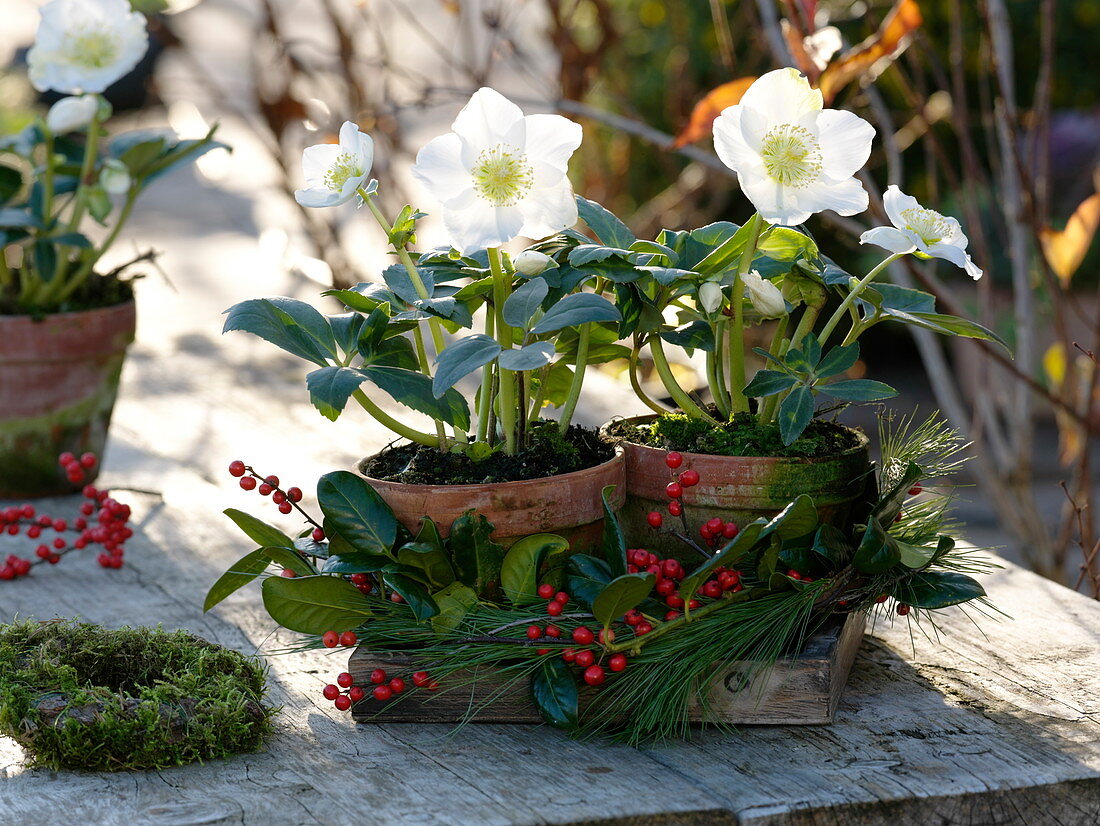 Helleborus niger 'Christmas Star Princess' (Christrosen) in Tontöpfen