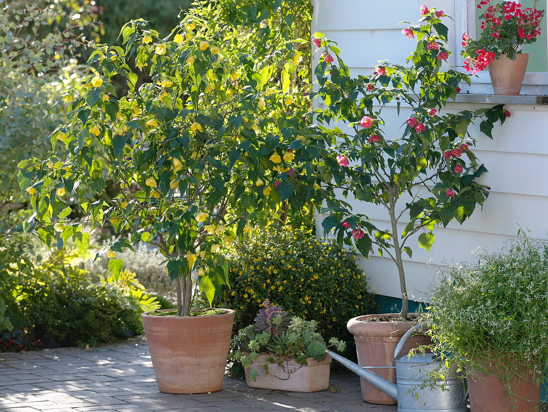 Potted plants - terrace with Abutilon (mallow)