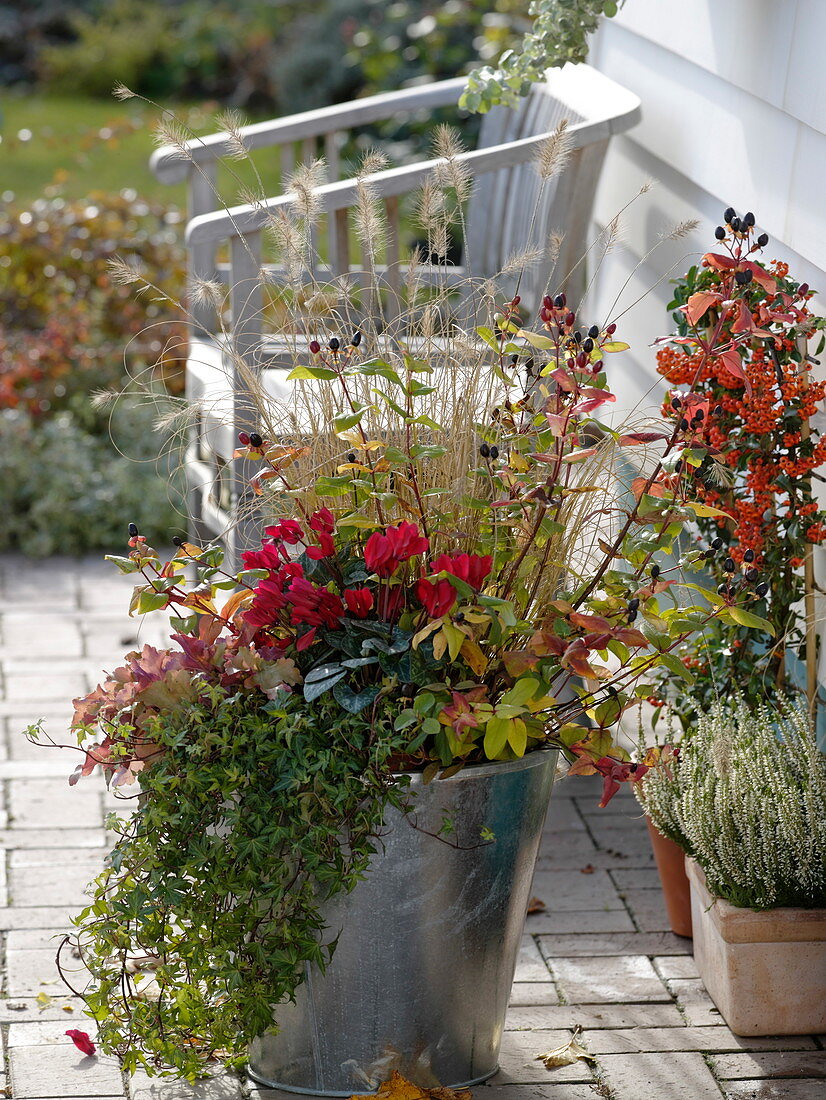 Large metal pot planted with cyclamen (cyclamen violet), hypericum