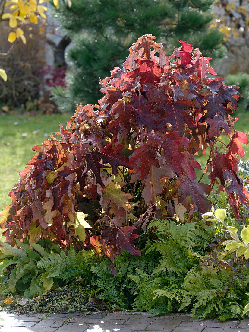 Hydrangea quercifolia (oak leaf hydrangea) in autumn color