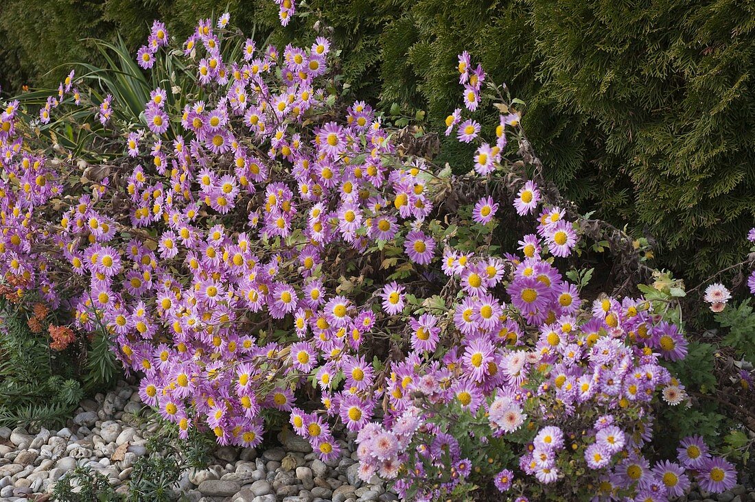 Chrysanthemum Koreanum 'Hebe' (Herbst Chrysantheme)