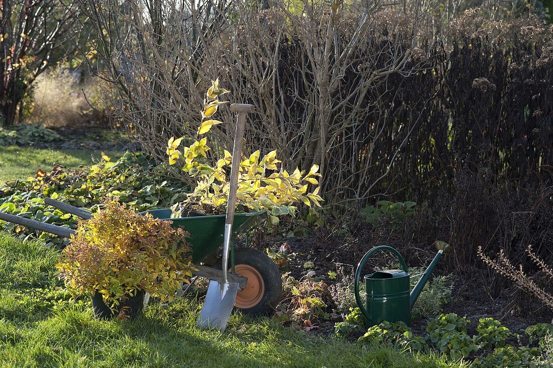 Shrubs plant in autumn