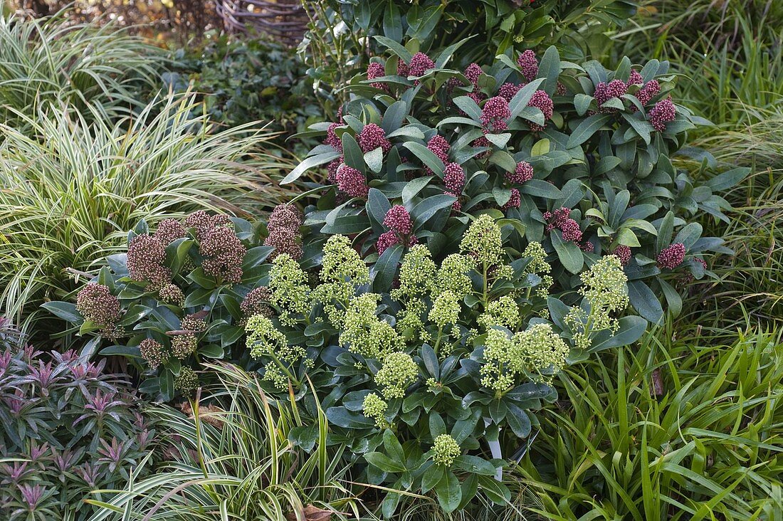 Skimmia 'Rubella' (flowering skimmia), Carex morrowii (Japanese sedge)