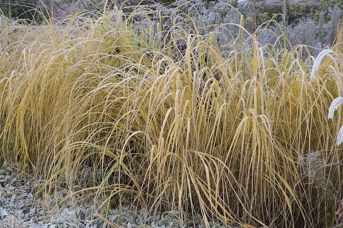 Spartina Michauxiana 'Aureomarginata' (Goldleistengras)