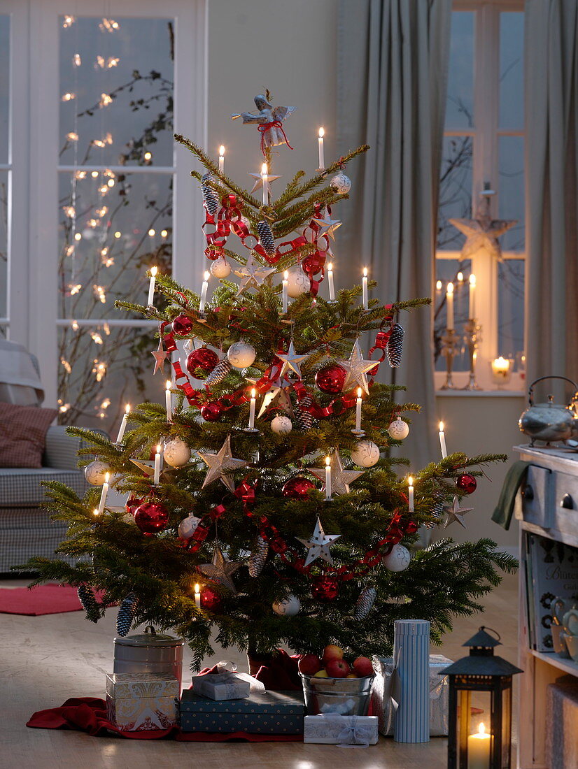 Abies nordmanniana (Nordmann fir) decorated with red and white