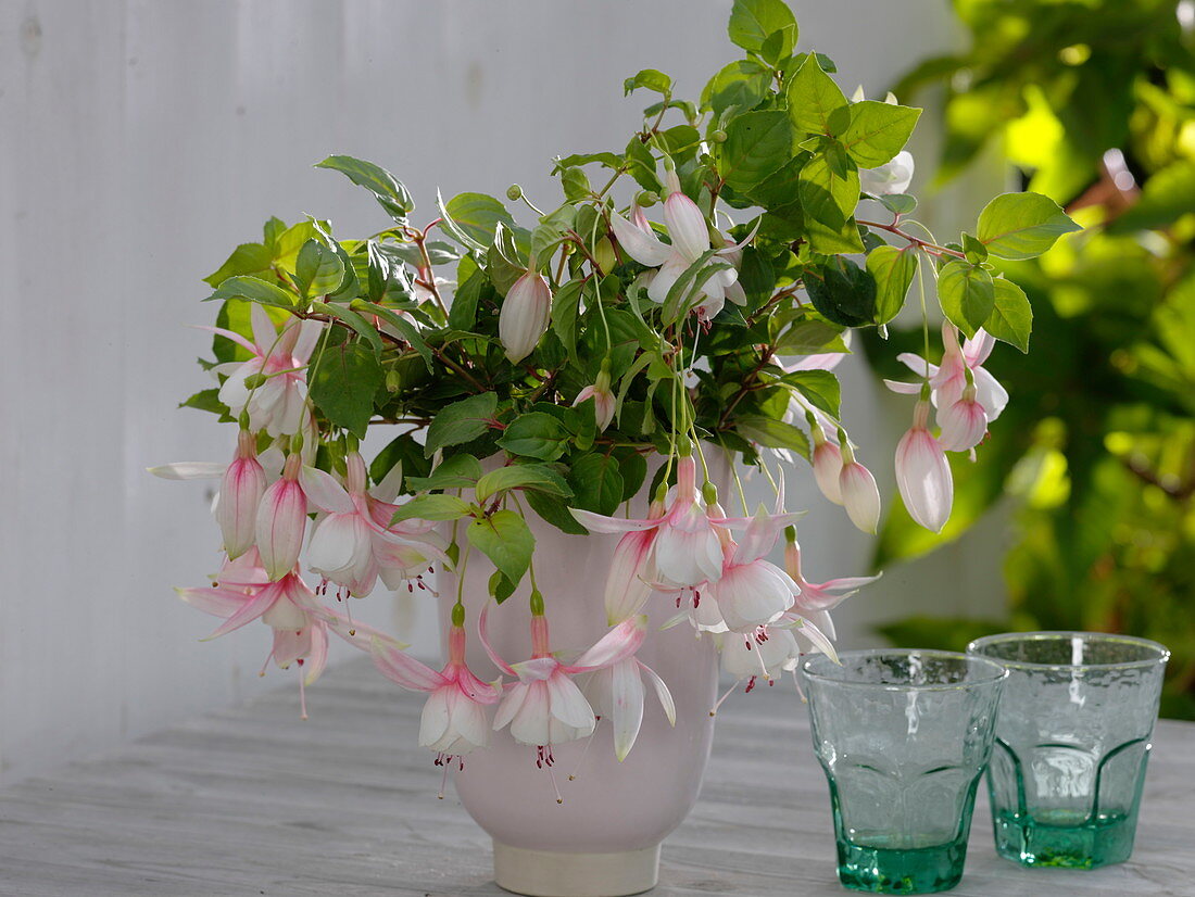 Fuchsien - Rückschnitt floristisch verwenden