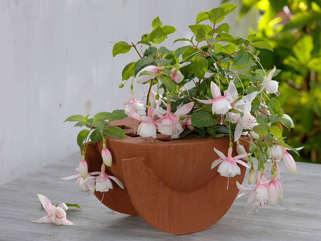 Using fuchsia pruning floristically