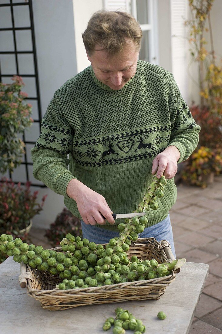 Mann schneidet Rosenkohl (Brassica oleracea var. gemmifera) vom Strunk