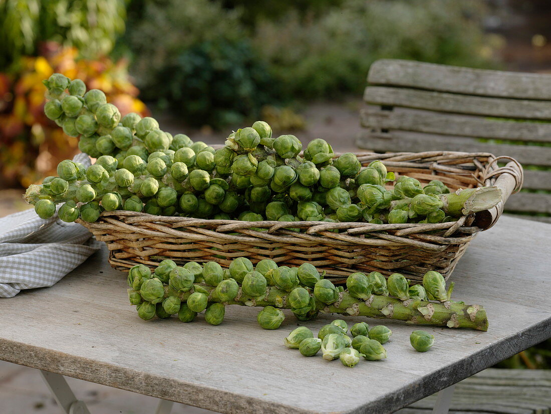 Freshly harvested stalks of Brussels sprouts (Brassica oleracea var. gemmifera)