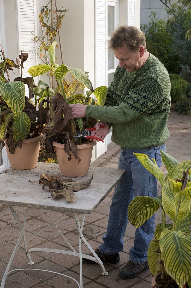 Mann schneidet Canna (Indisches Blumenrohr) im Herbst zurück