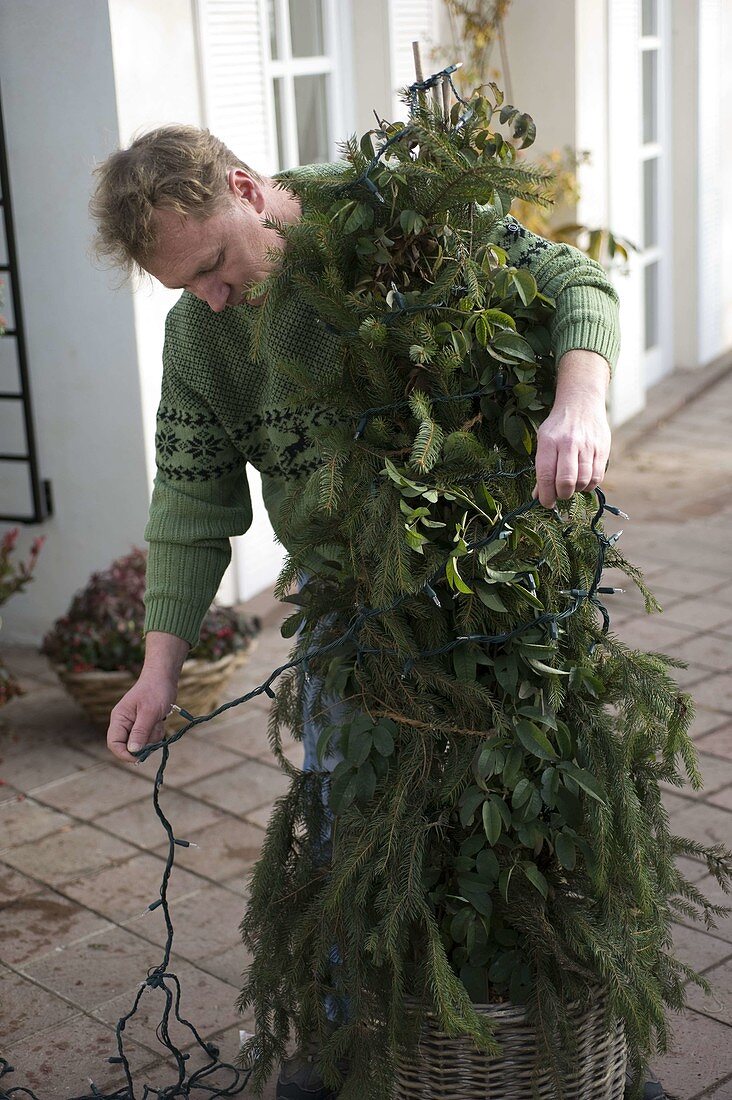 Man winterizing Rosa (climbing rose) with spruce branches (1/2)