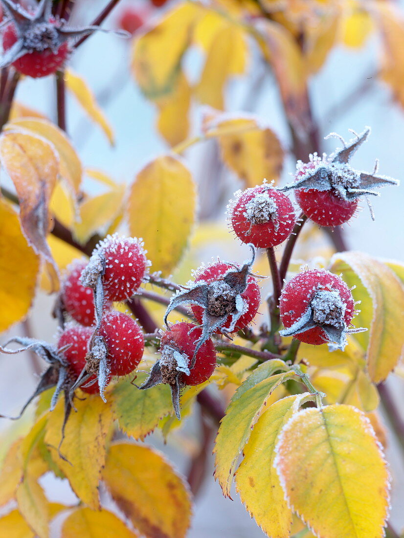 Rosa 'Amazing Fantasy' (Rosehip rose) with hoarfrost