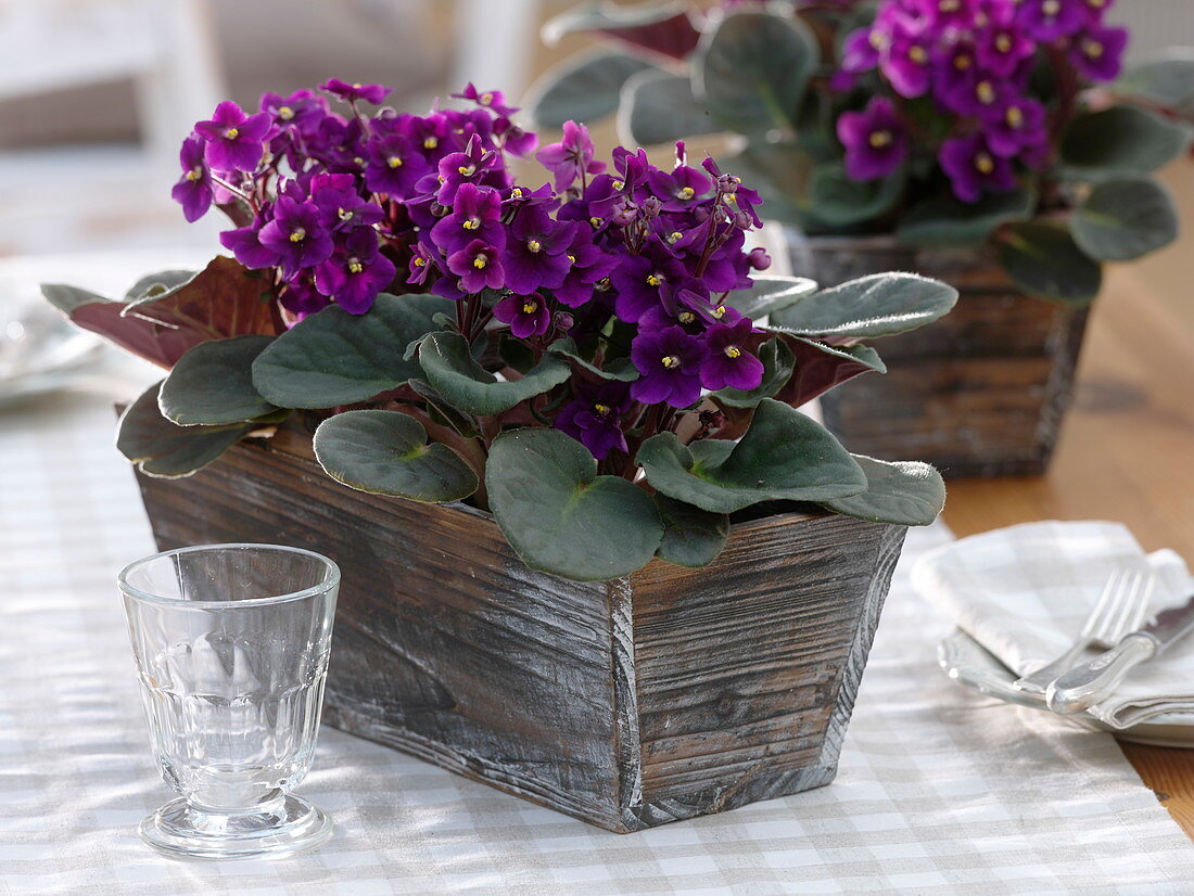 Saintpaulia ionantha (Usambara violet) in wooden box