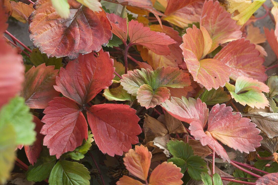 Fragaria (Erdbeere) hat im Herbst rotes Laub