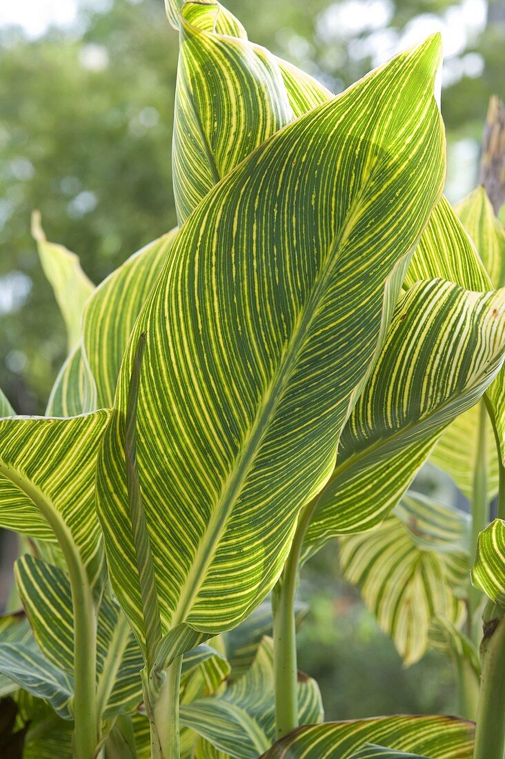 Canna 'Gold Adler' (Indian flower cane)