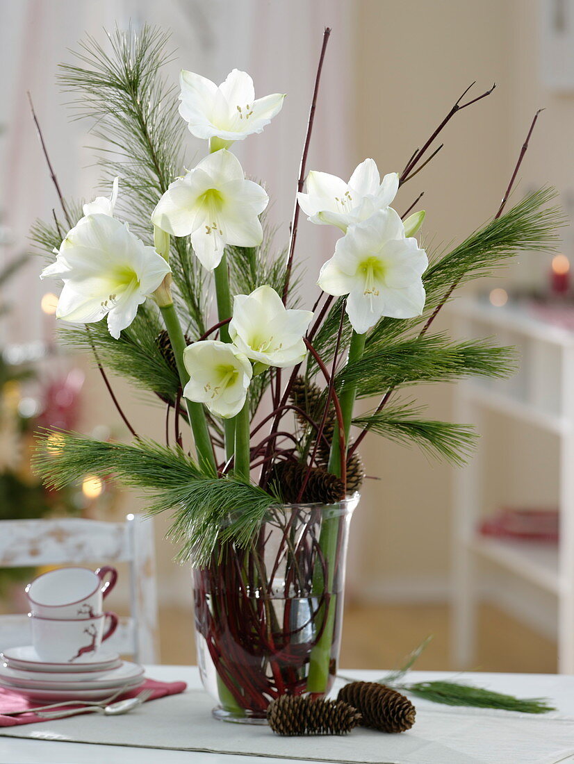 Winter bouquet of Hippeastrum (Amaryllis), Pinus (Silk Pine)