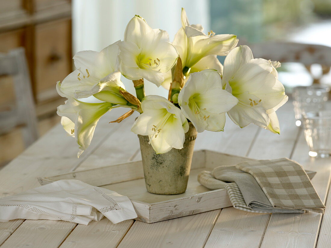 White Hippeastrum (Amaryllis) in a grey vase on a wooden tray