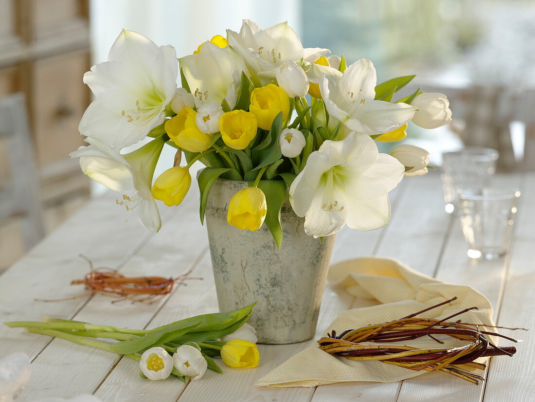 White Hippeastrum (Amaryllis) and Tulipa (Tulips) in grey vase