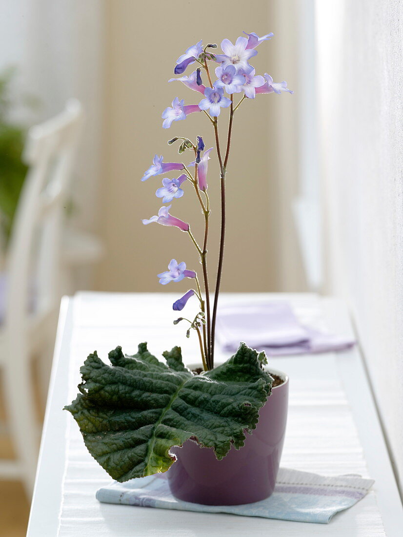 Streptocarpus Wendlandii 'Blue' (Drehfrucht) mit nur einem großen Blatt