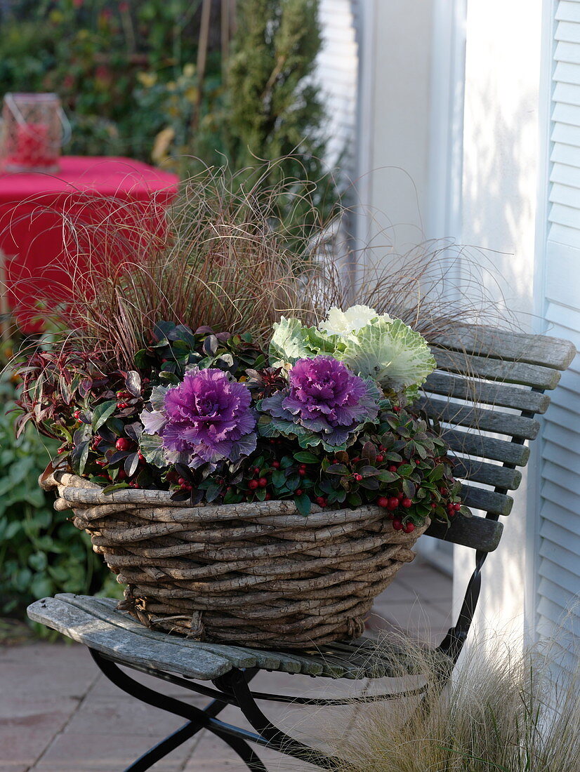 Rustic basket planted on chair: Brassica (ornamental cabbage), Gaultheria