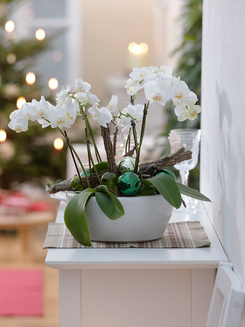 Christmas decorated Phalaenopsis (orchids)