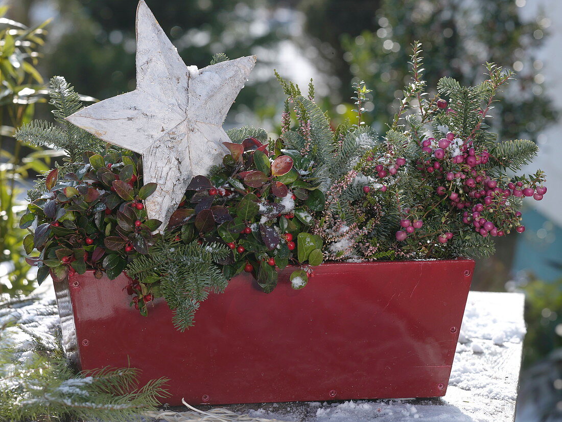 Red balcony box with Gaultheria 'Winter Pearls' (false berry), Pernettya