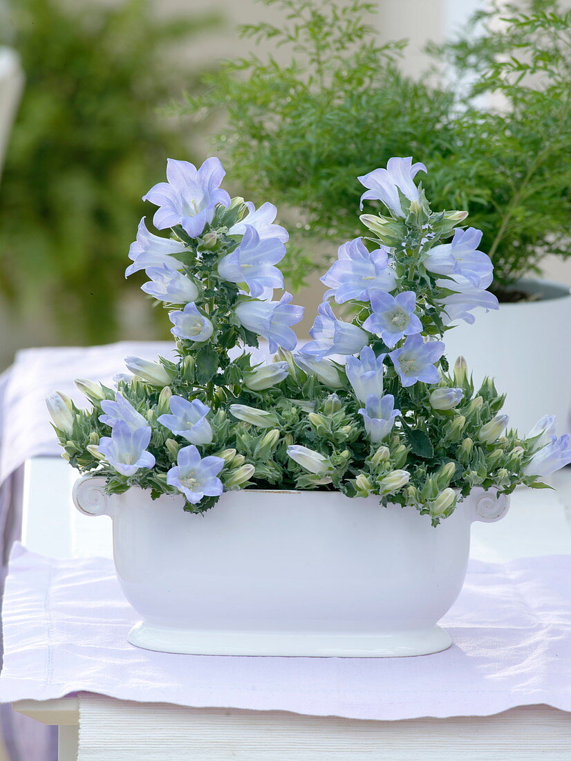 Campanula Mee 'Crownprincess' (Glockenblumen) in weißer Jardiniere